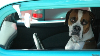 Собака, запертая внутри автомобиля